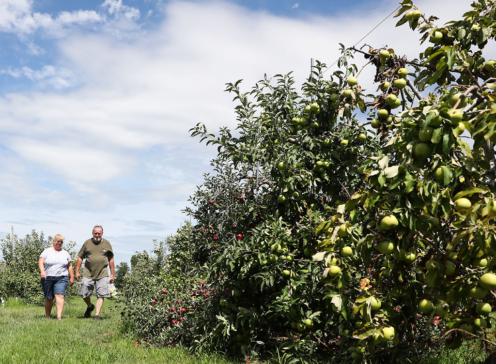 Diane Schisler, and Tim Schisler walk back from the orchard